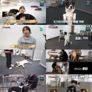 도그도그 이미지