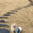 메르시 풀빌라 이미지