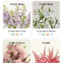 픽플라워 | 어니스트플라워 추천인 코드 플로리스트픽 파스텔 내돈내산 후기