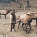 성환엘크사슴농장 이미지