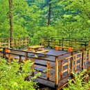 피톤치드 이미지