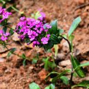 갯패랭이꽃 이미지