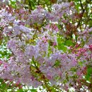 수수꽃다리 이미지