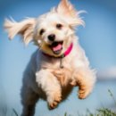 사송 동물 메디컬센터 이미지