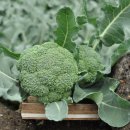 브로콜리삼춘 이미지