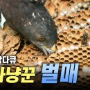 [펌] 국내 최초 방송!! 말벌집을 초토화시키는 '벌매' [지독한 끌림] EBS 다큐프라임 이미지