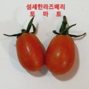 섬세한라즈베리토마토 이미지