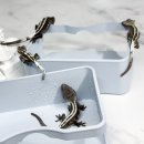 체크메이트 | 아잔틱 1티어 브리더 체크메이트님의 아잔틱 라인 입양후기. 체크메이트 베로 쳌메 단테 사육방 방문...