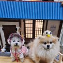 오댕이네 애견미용(가곡리점) | 2024 케이펫페어 메가주, 일산 펫페어 메가주 펫박람회 후기!!