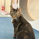 냥카페,루브 이미지