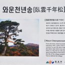 지리산 천년송 이미지