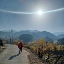 구례산수유