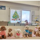 제주네 애견유치원 이미지