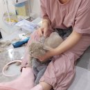 고양이무마취미용 묘갱살롱 이미지
