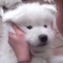 강아지친구