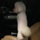 꿀강아지 테리하우스 네이버블로그