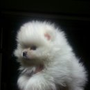 흰둥이 이미지