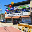 퍼피루미 이미지