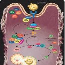 Re:The clearance of dying cells: table for two 이미지