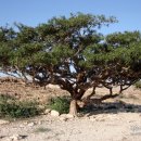 팜 라이프 이미지