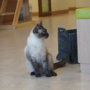 이쁜냥이 | 대전 고양이 카페 냥이 싸롱