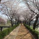4월 4일 저녁6시30분 부평 굴포천 공원 벚꽃길 이미지