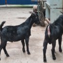 가평흑염소농장 이미지