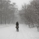 숲의동화 이미지