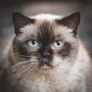고양이 별 이미지