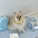 아이스+펫 | [엠팩플러스] 여름 산책 필수템, 엠팩플러스 아이스 펫 넥쿨러 후기