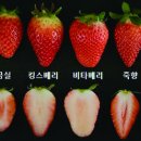딸기 이미지