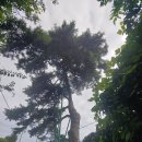 원주굽이길 2코스 700년 노송길 이미지