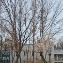 항동푸른도서관 | 항동푸른도서관, 푸른수목원에서 만난 봄