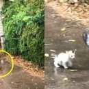 댕댕이천사 이미지