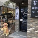 꽃개애견미용 이미지