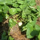 코리농장 이미지