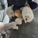 살롱드몽몽 이미지