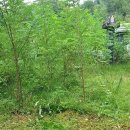 동명산소 이미지