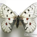 나비환경(주) 네이버블로그