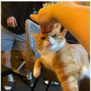 대한권투분당 이미지