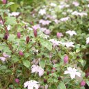 머리사랑 이미지