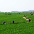 고창 청보리밭 축제 이미지