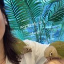 앵무타운 이미지