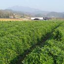 황혼농장 이미지