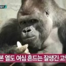 릴라 이미지