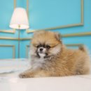 도그마루 강아지 고양이 천안아산점 이미지