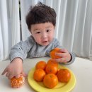 개미어린이집 | [개미창고]우주최고맛!&lt;2025년 타이벡감귤&gt; 진짜 1등이라고 자신합니다 한번 드셔보세요^^ (~12/1일까지)