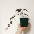 담쟁이화원 이미지