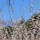 걸매생태공원 | 2월말 3월초 제주봄여행 매화꽃 명소 걸매생태공원 매화원