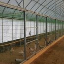 큰닭농장 이미지